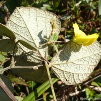 Cajanus rugosus (Wight & Arn.) Maesen